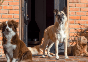 Perú: norma que limita las mascotas por&nbsp;vivienda
