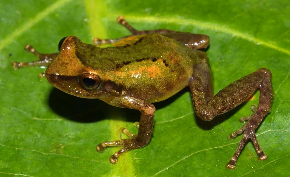 Descubren en la Amazonía peruana una nueva especie de pez y otra de&nbsp;rana