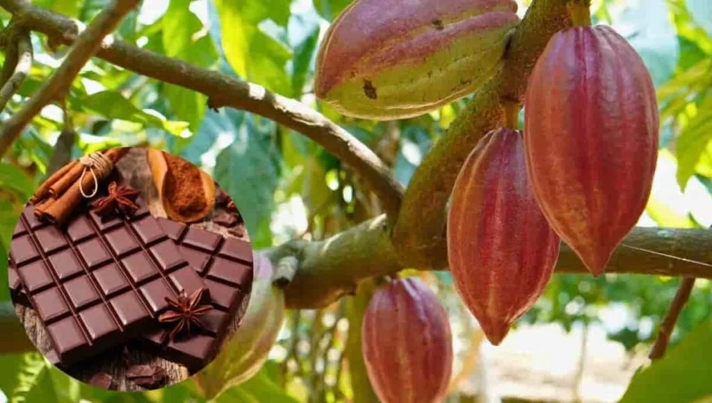 Descubren nuevos linajes de cacao nativo en&nbsp;Perú