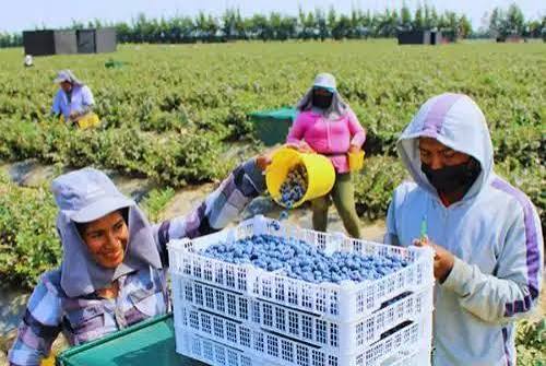 Perú lidera por tercera vez cumbre latinoamericana sobre sanidad agrícola